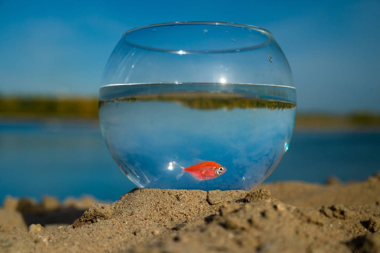 Rybka w okrągłym akwarium