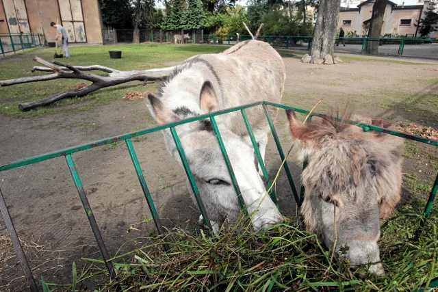 Oslica Antosia odzielona od osla Napoleona . Rozloka oslej rodziny nastapila na skutek interwencji radnej. Rodzice zglosili jej, że osly kopuluja przy dzieciach .