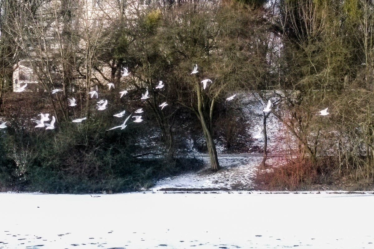 Mewy zimą można spotkać w wielu polskich miastach.