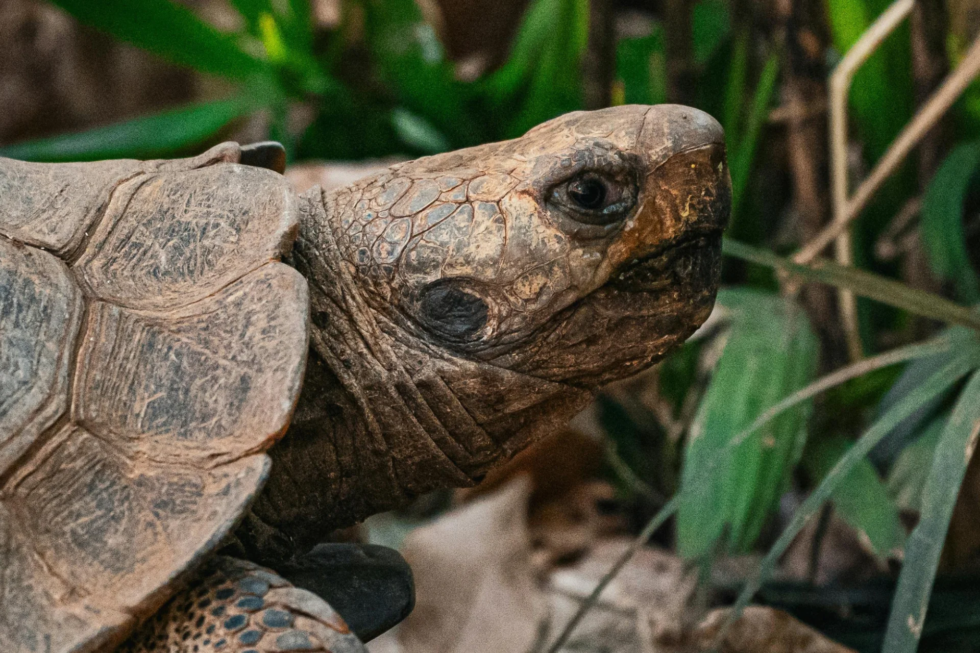 Tego nie mówi się przy sprzedaży żółwi Zbliżenie na żółwia lądowego