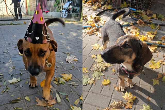 Kundelki świętują dziś swój dzień