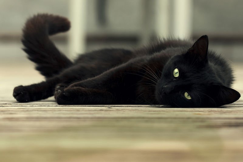 Ile jest prawdy w obiegowych opiniach o miłośnikach kotów?