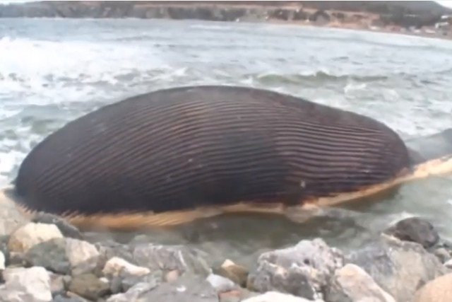 Ciało płetwala błękitnego jest wypełnione metanem