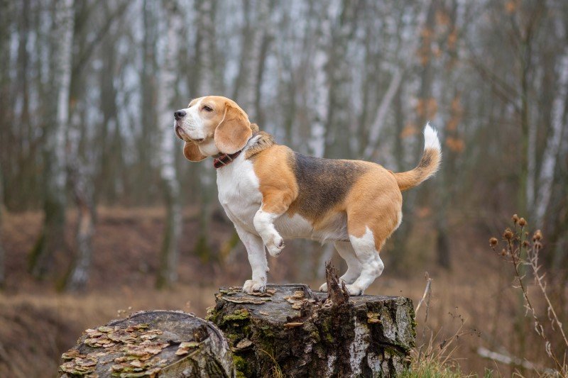 Beagle łapiący trop