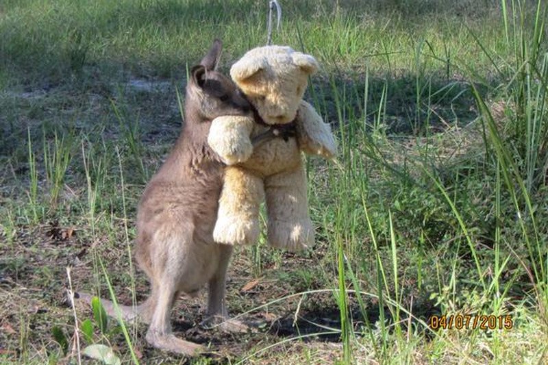 Jako pierwszy zdjęcie małego torbacza opublikował na Twitterze mieszkaniec Tasmanii, Tim Beshara.