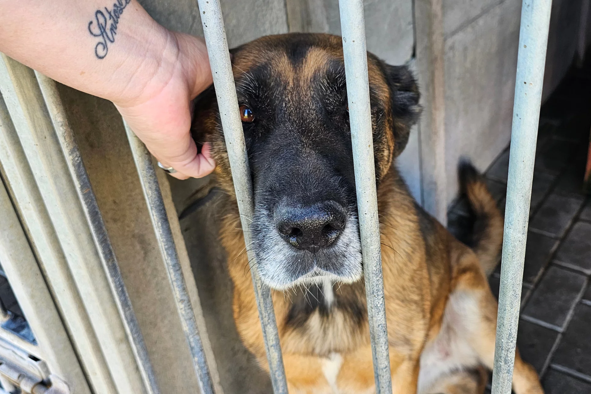 Piesek czekający na adopcję w schronisku w Nowym Dworze Mazowieckim