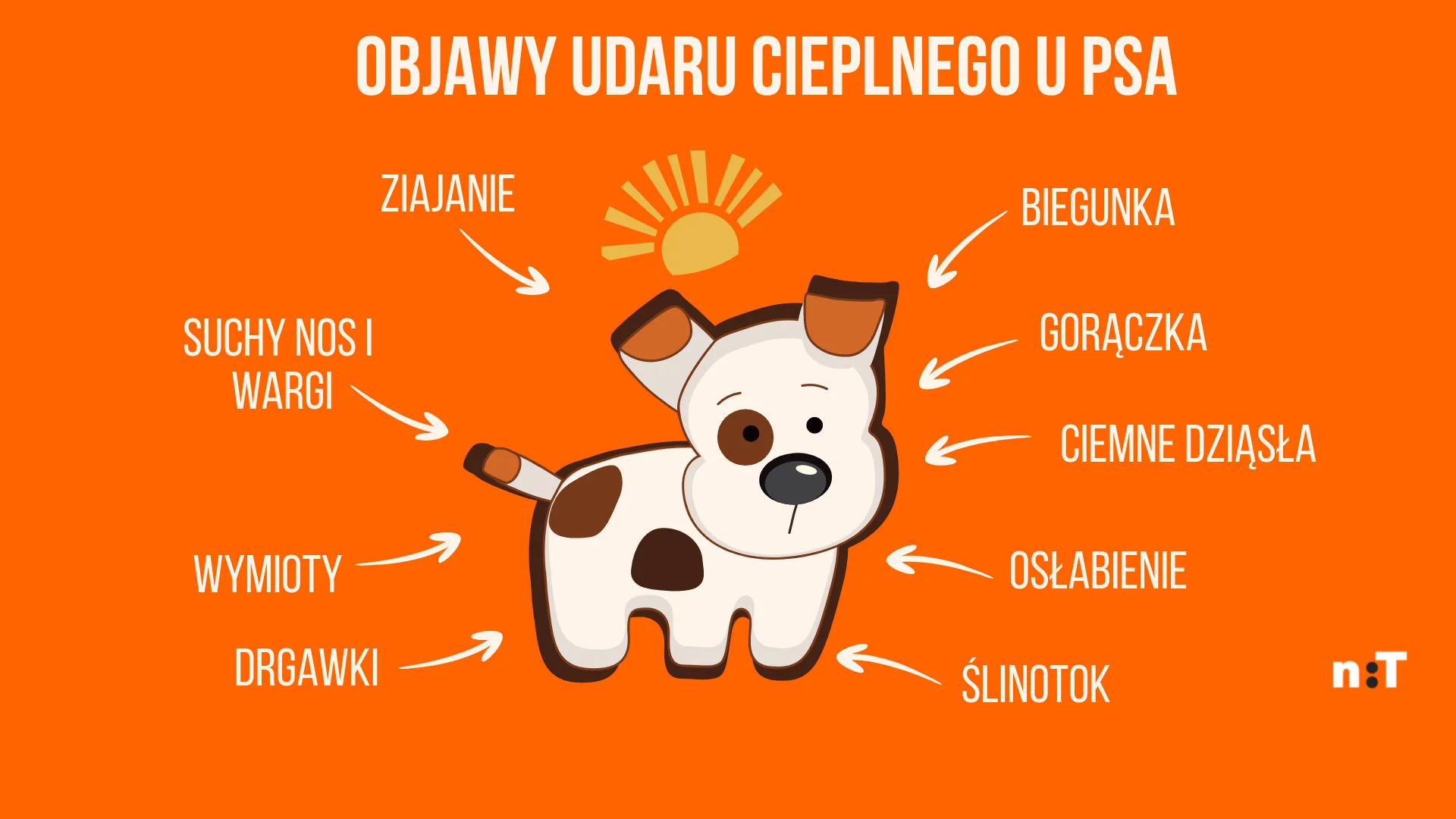 Objawy udaru cieplnego u psów - infografika