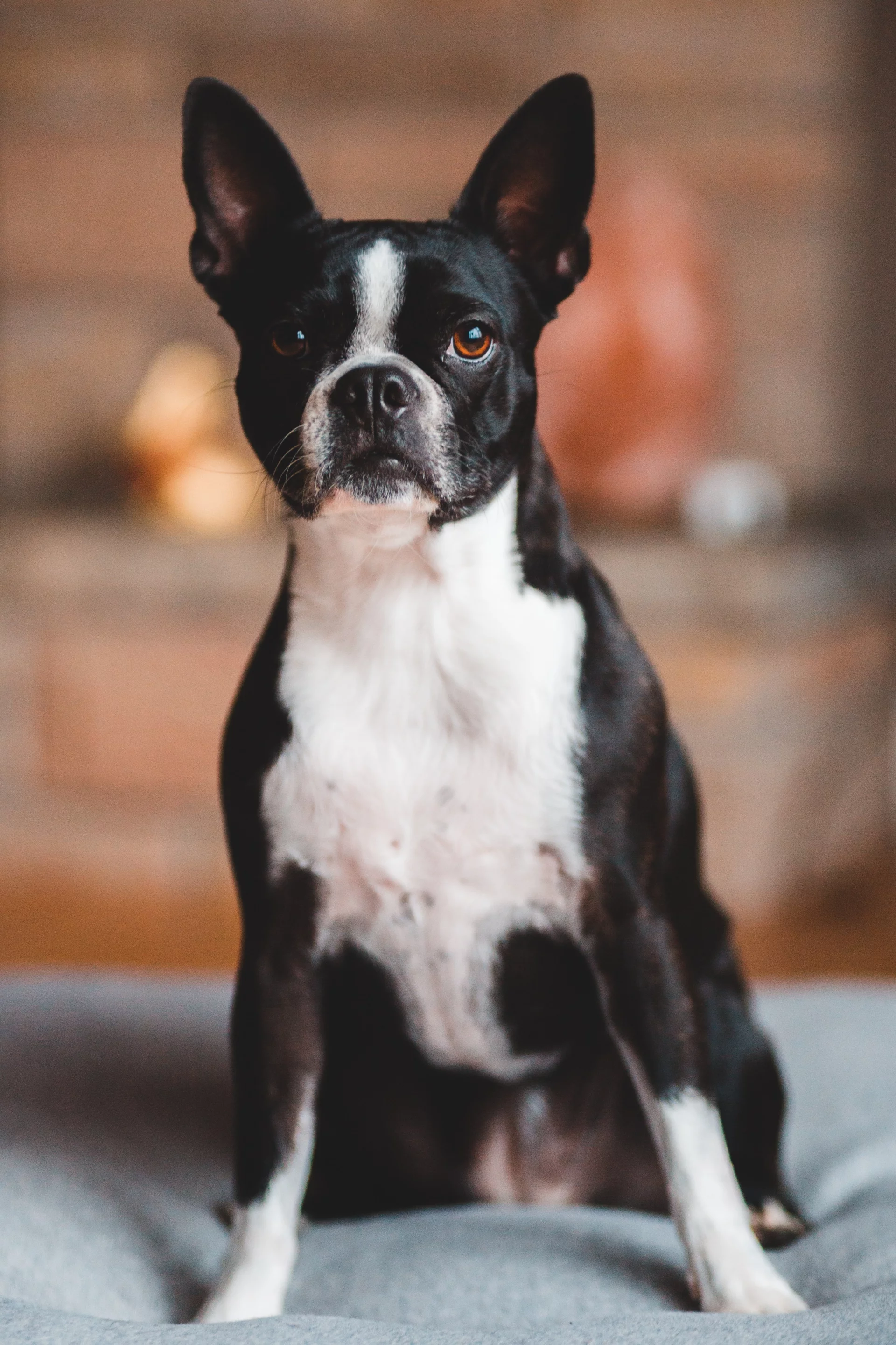 Boston Terrier Boston Terrier