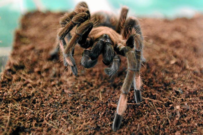 Wiele osób cierpi na arachnofobię.