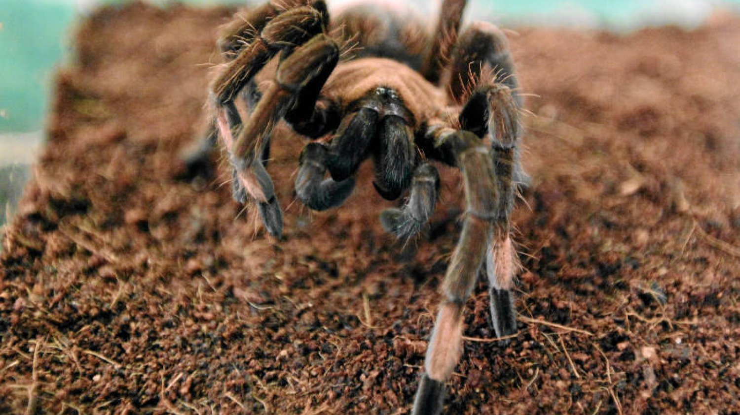 Wiele osób cierpi na arachnofobię.