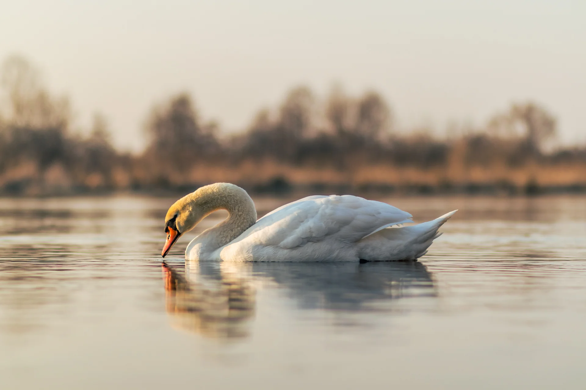 Łabędź niemy Łabędź niemy