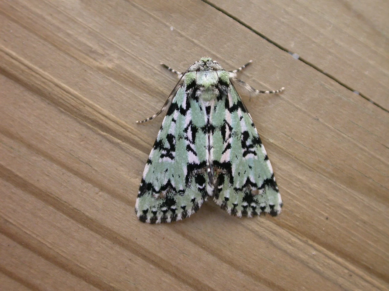 Pyszałek Orion