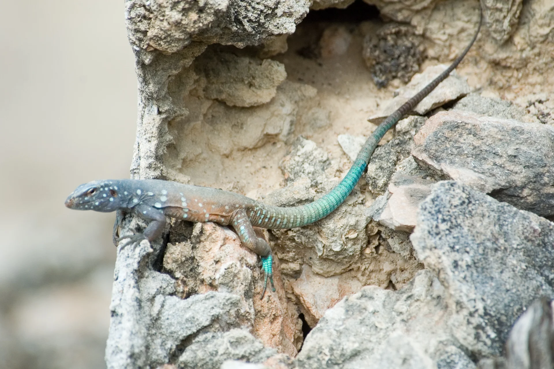Jaszczurka Whiptail Jaszczurka Whiptail