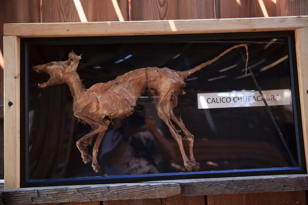 Chupacabra w gablocie w Calico Ghost Town w USA.