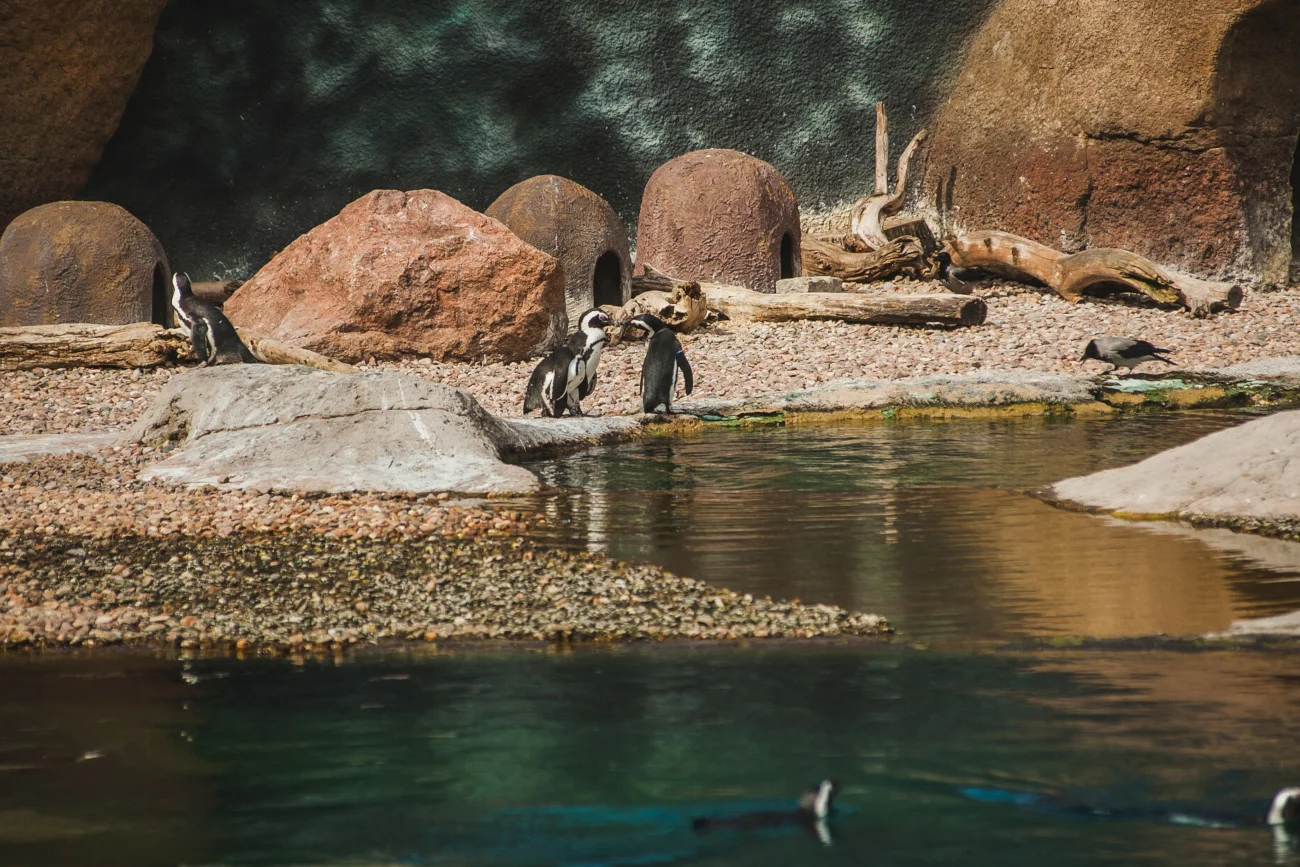 ZOO Wrocław