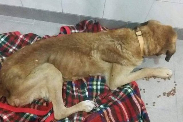 Pies Prezes pod opieką firmy Cramo ledwo funkcjonował. Po interwencji fundacji Straż dla Zwierząt wraca do siebie.