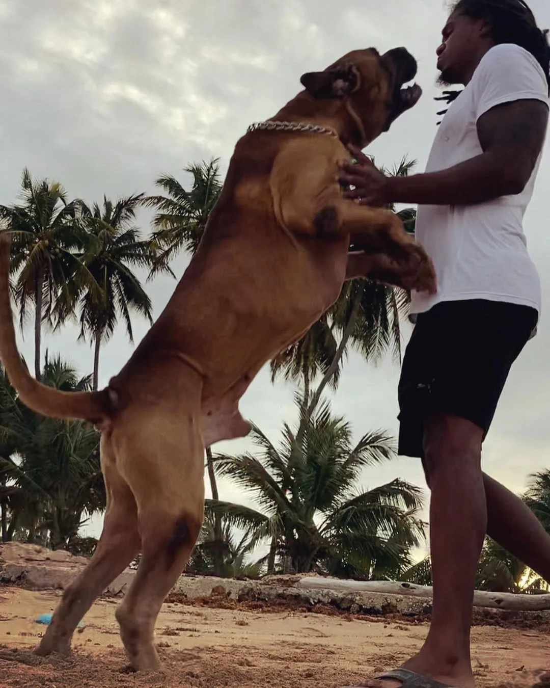 Boerboel stojący na dwóch łapach Boerboel stojący na dwóch łapach