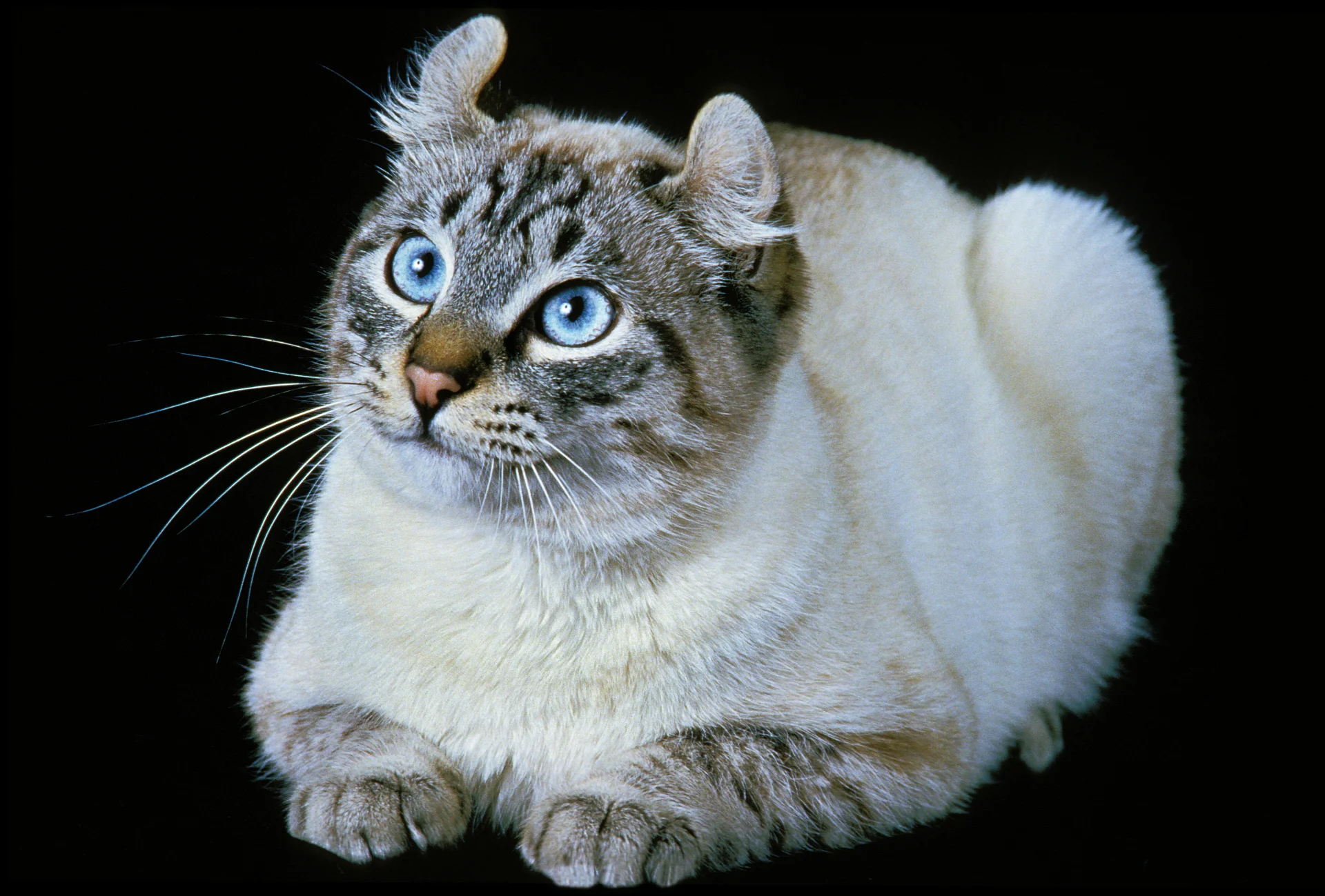 American Curl