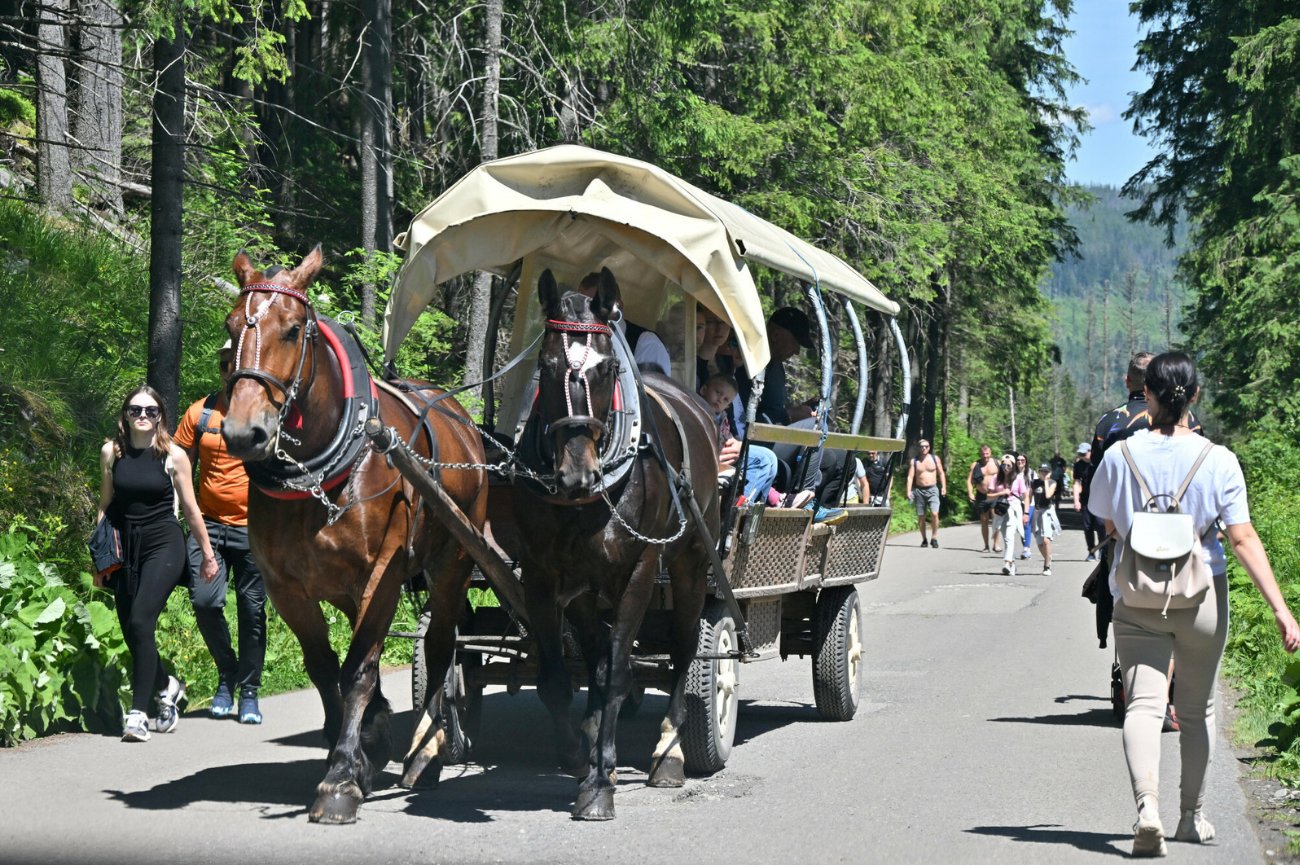 Konie w zaprzęgu na trasie do Morskiego Oka, Zakopane