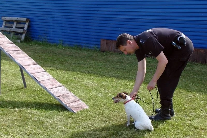 Parson russell terrier w polskiej policji Parson russell terrier w polskiej policji