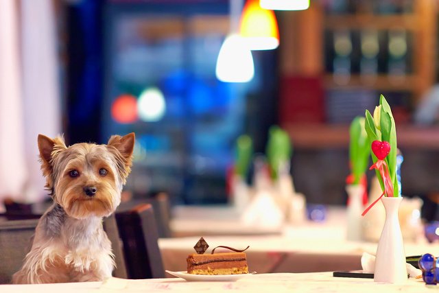 Pies w hotelu też człowiek