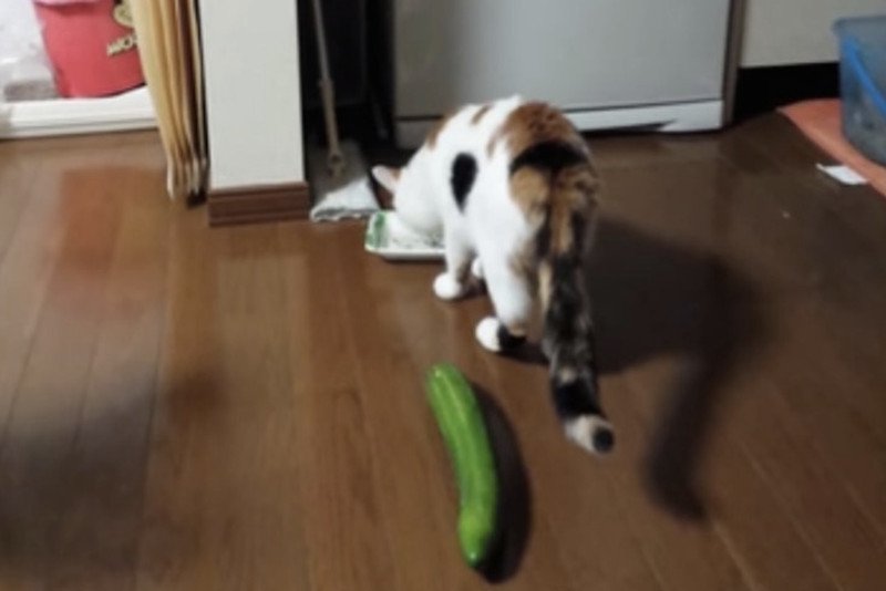 Koty przerażone ogórkami? To wszystko wina braku wyobraźni ich właścicieli.