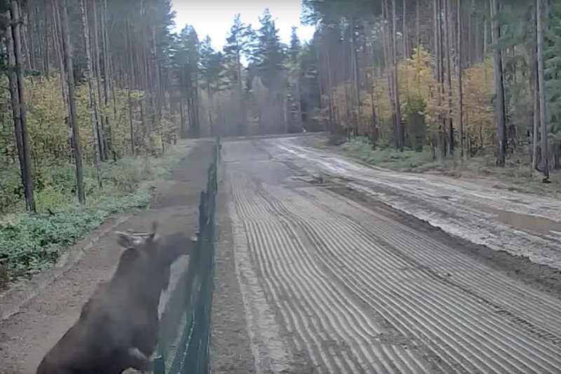 Już nawet łosie uciekają z Polski.