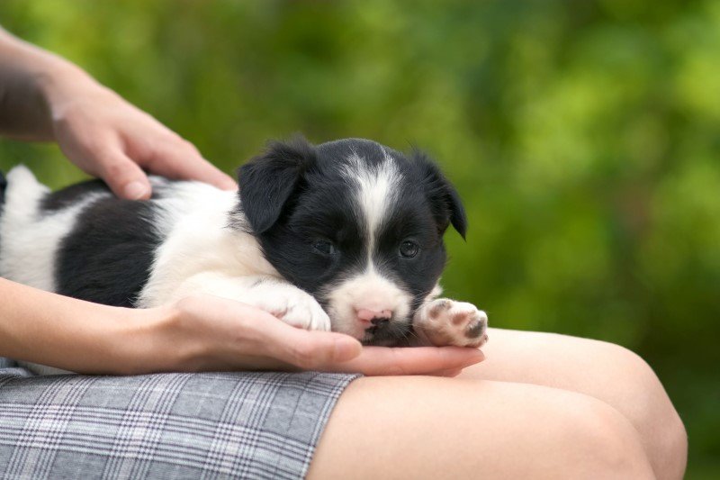 Border collie z wadą umaszczenia (różowy nos i przewaga białego), czyli "pies na kolanka"