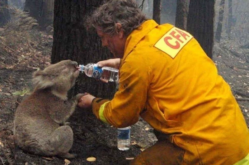 Mieszkańcy Australii starają się jak mogą, aby ugasić pożary.