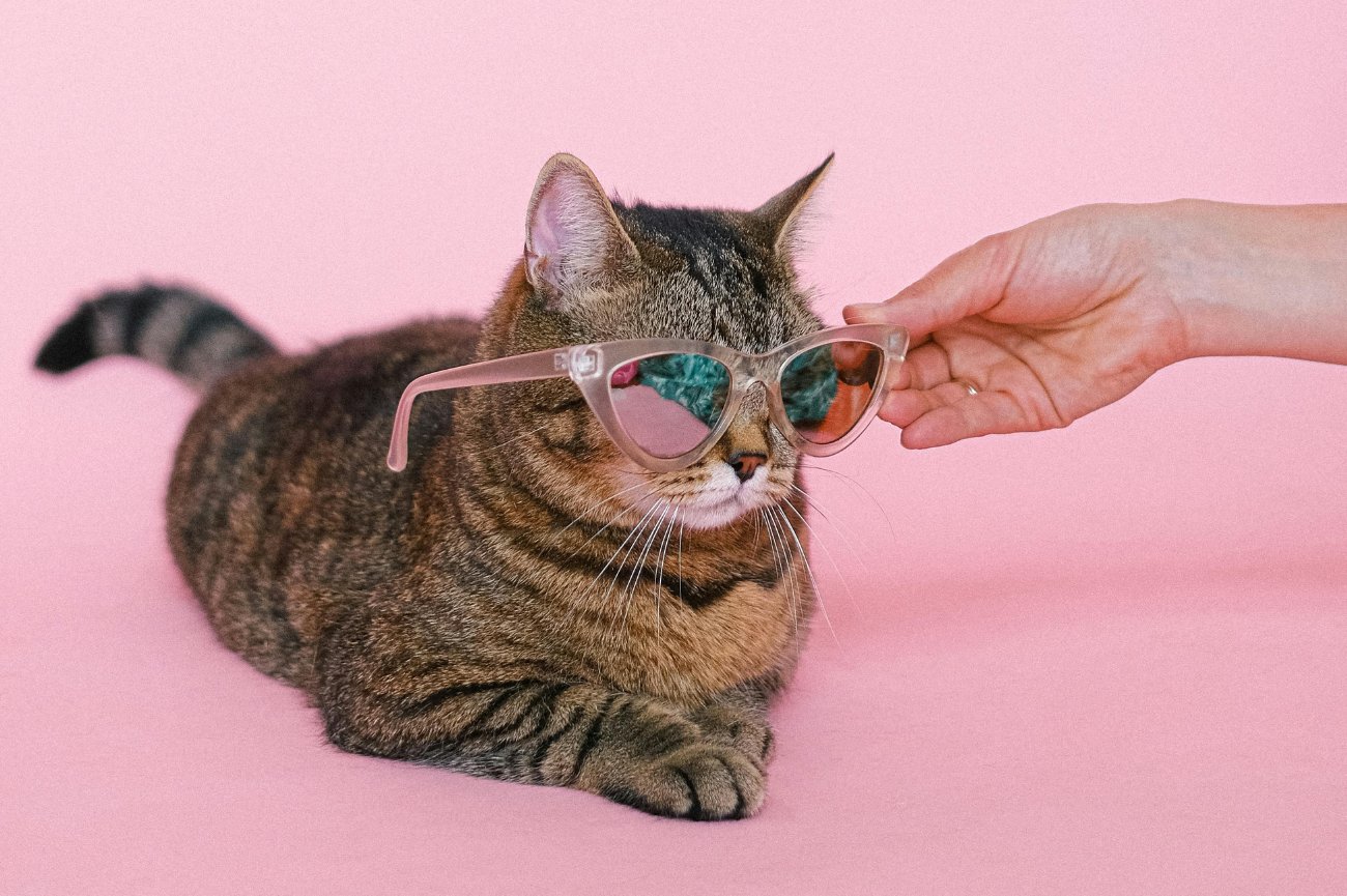 Szary pręgowany kot w okularach na różowym tle