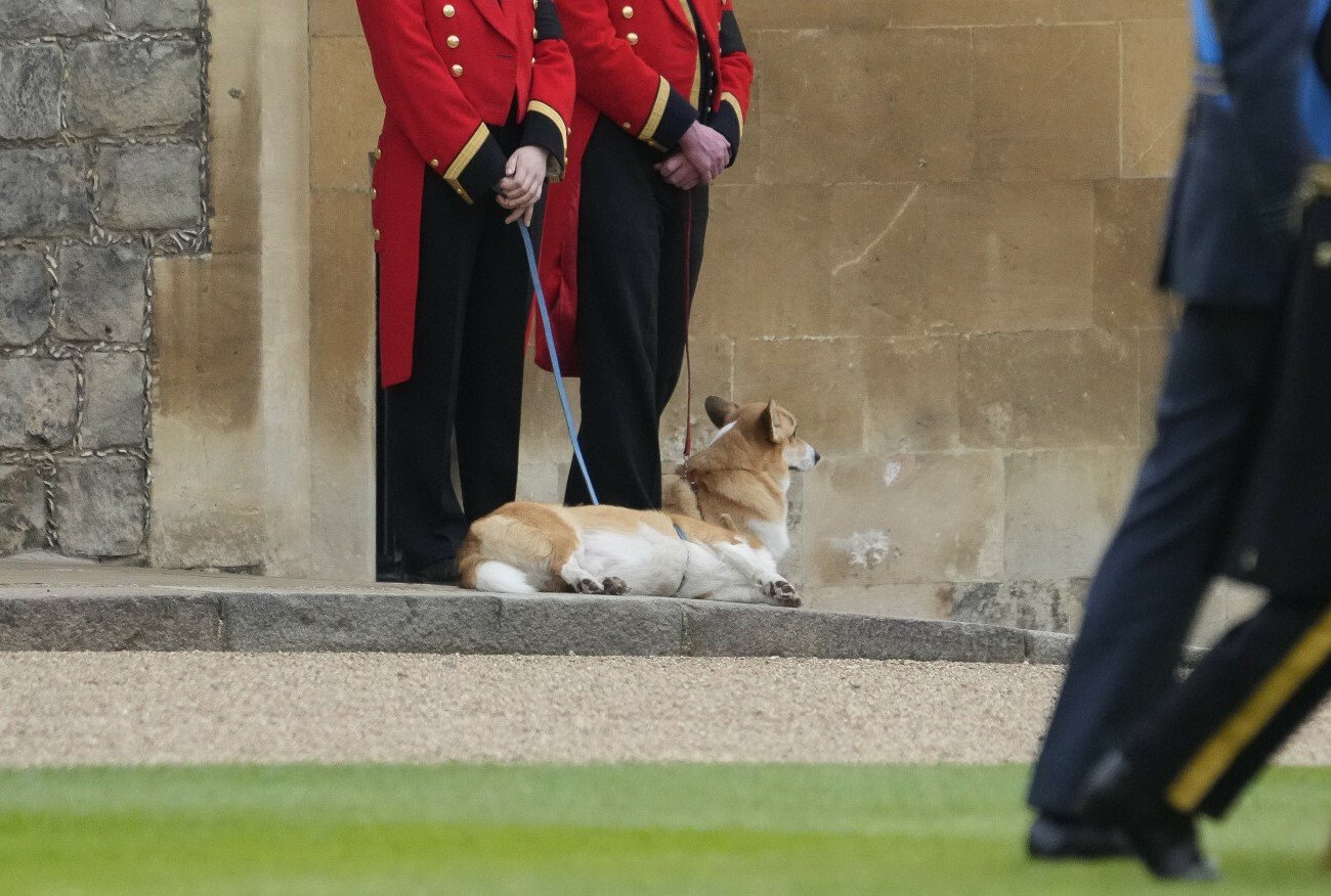 Ukochane corgi uczestniczyły w pogrzebie królowej Elżbiety II