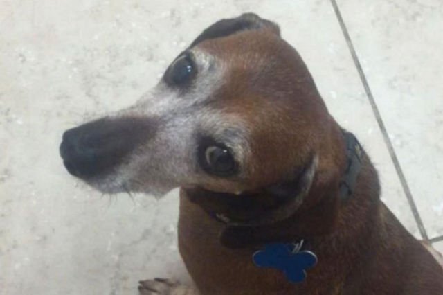 Dziś Vincent jest normalnym jamnikiem kochającym spacery