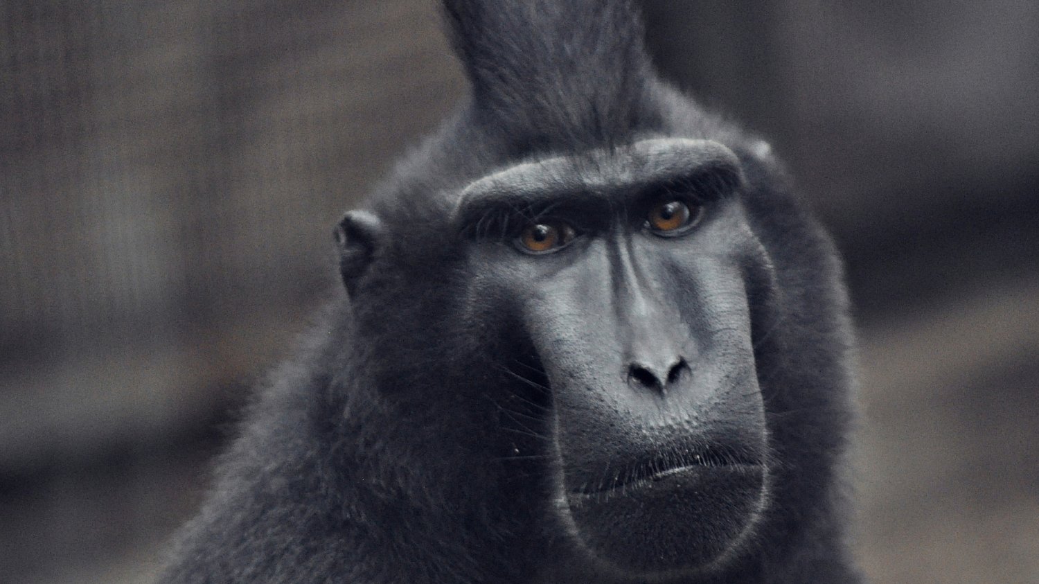 Smutna małpa w zoo
