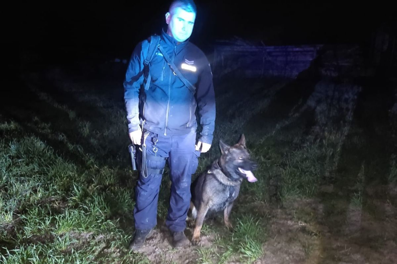 Pies tropiący Tolo z przewodnikiem