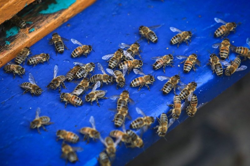 Zgnilec zakaźny zabija całą pszczelą rodzinę.