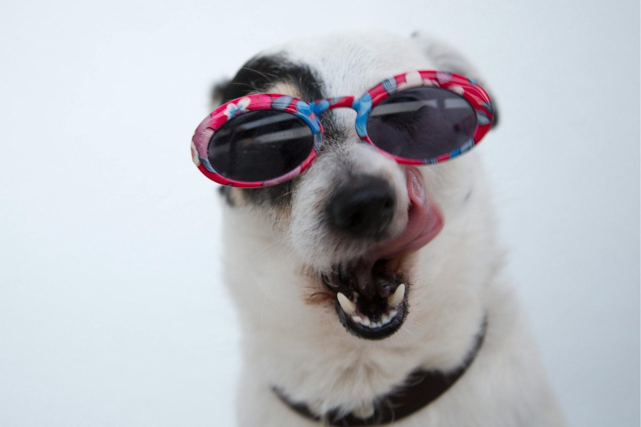 Promocje na allegro dla opiekunów psów. Pies w okularach przeciwsłonecznych.
