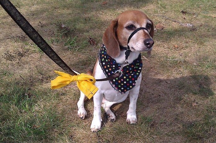 Żółta tasiemka przy smyczy oznacza, ze nie chcielibyśmy by do psa ktoś się zbliżał.