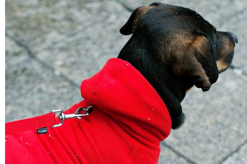 Projektantki z NEON for Dogs robią bluzy dresowe dla psów