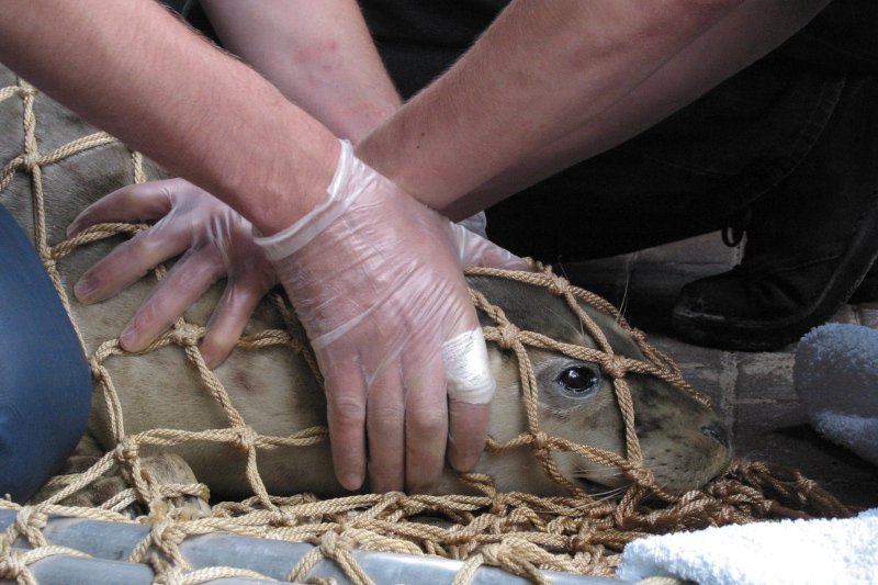 Coraz więcej martwych fok na wybrzeżu. Podejrzenia padają na rybaków. Pytamy ich o tę sprawę.