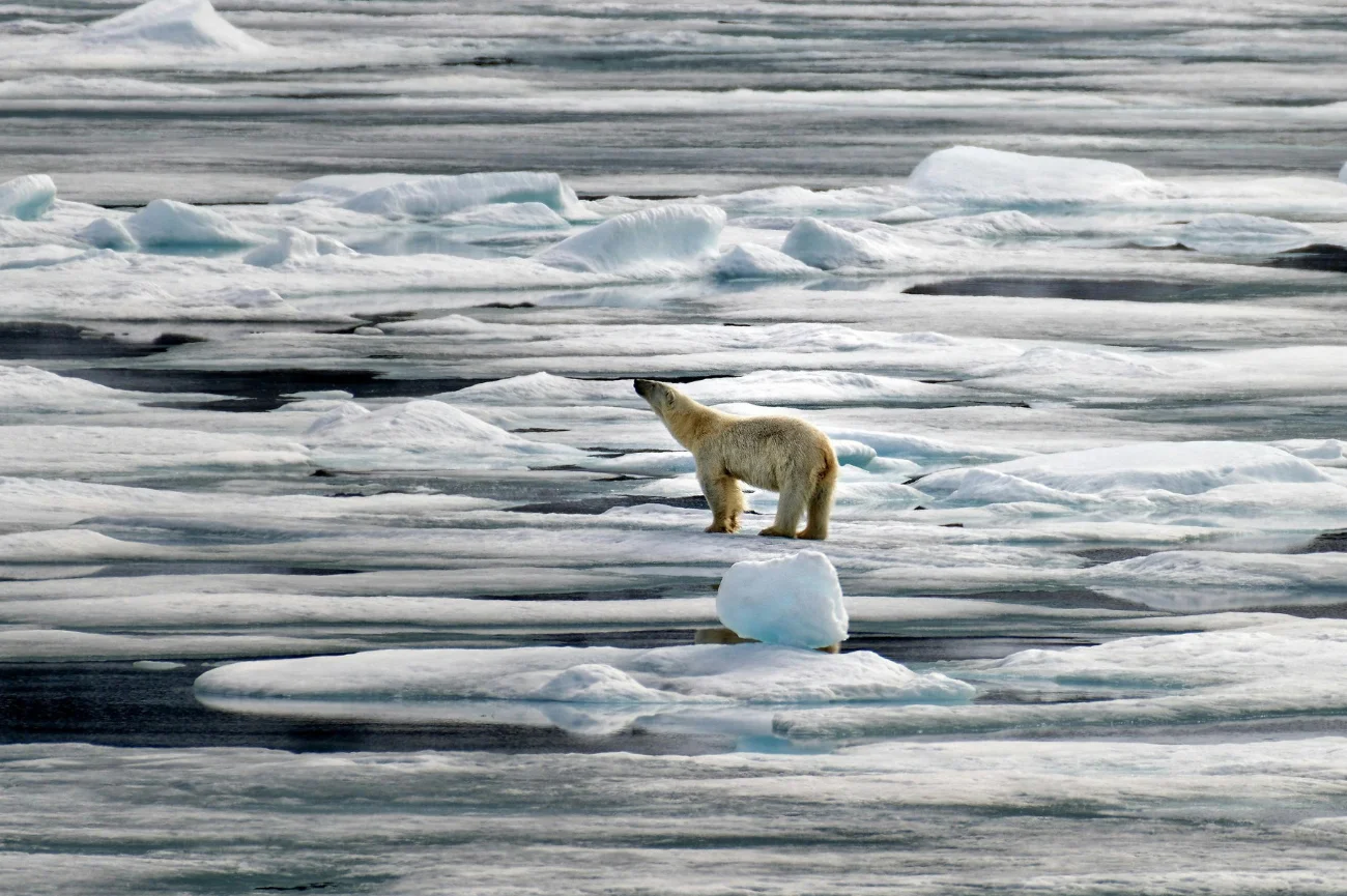 Zmiany klimatyczne prowadzą do coraz częstszych spotkań niedźwiedzi polarnych z ludźmi Niedźwiedź polarny stojący na lodzie