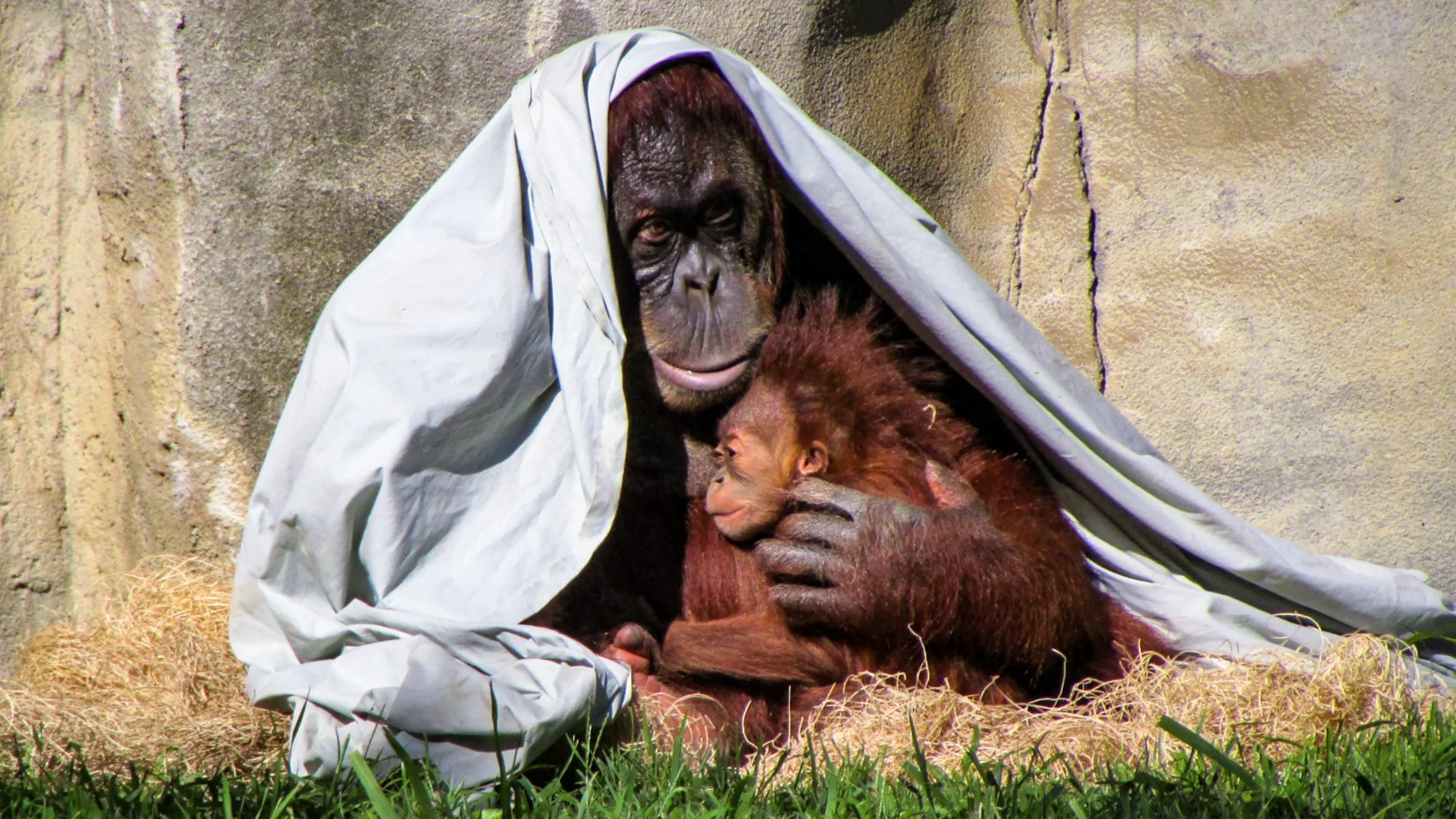 Samica orangutana z młodym