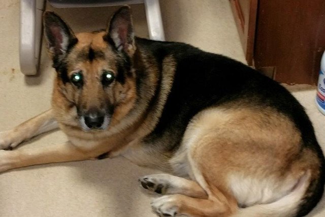 Właścicielka Beli poleciła w testamencie, by pies został uśpiony, jeśli nie uda się go przetransportować do ośrodka w Utah