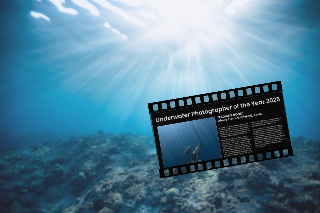 Zwycięska fotografia konkursu Podwodny Fotograf Roku 2025 Fotografia przedstawiająca wyjątkową relację między matką humbaka a jej nowonarodzonym cielęciem