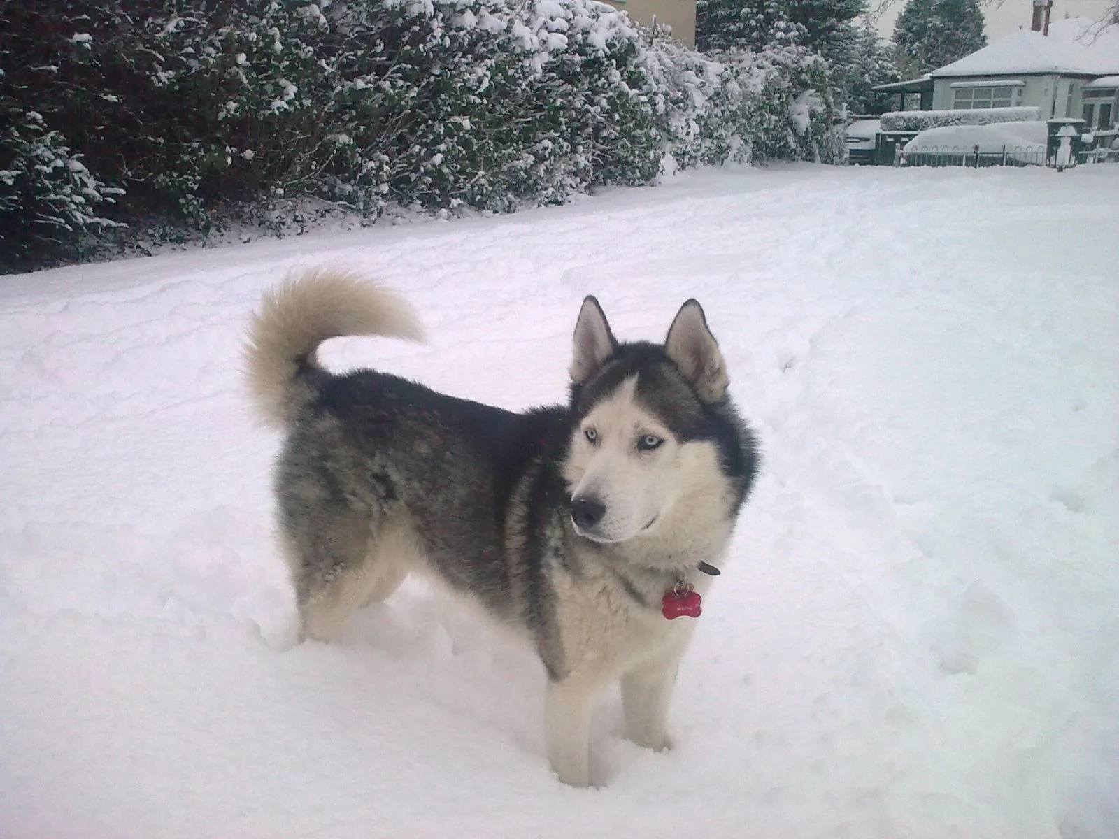 Syberyjski husky Syberyjski husky