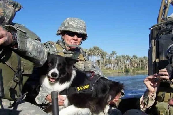 Border collie Sage - pies, który przeszukiwał Pentagon