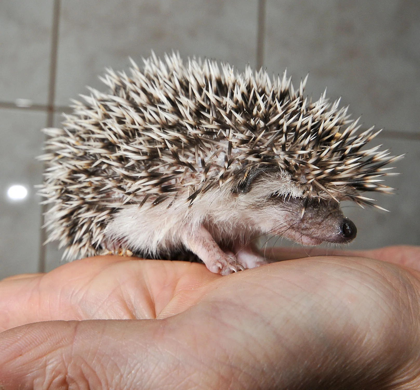 Jeż pigmejski Jeż pigmejski
