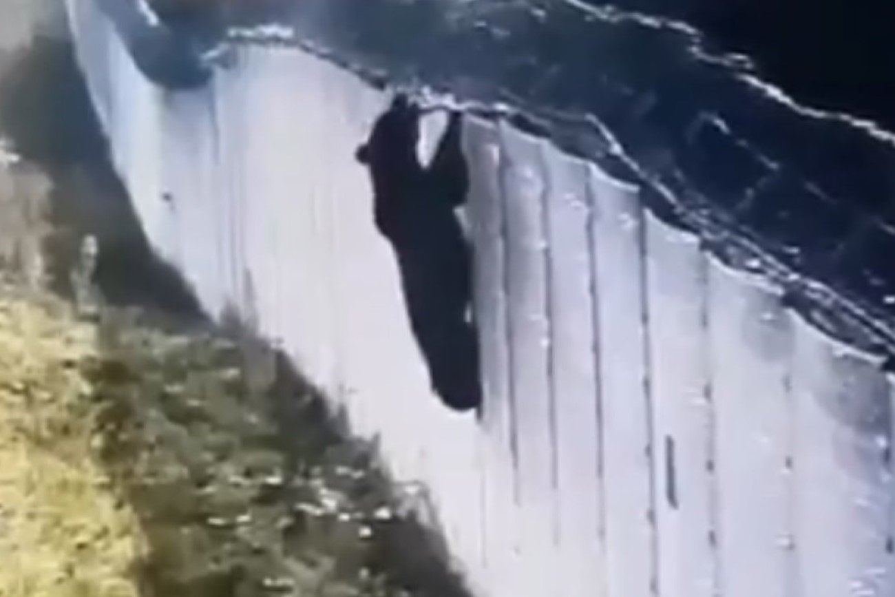 Niedźwiedź utknął na granicy z Białorusią