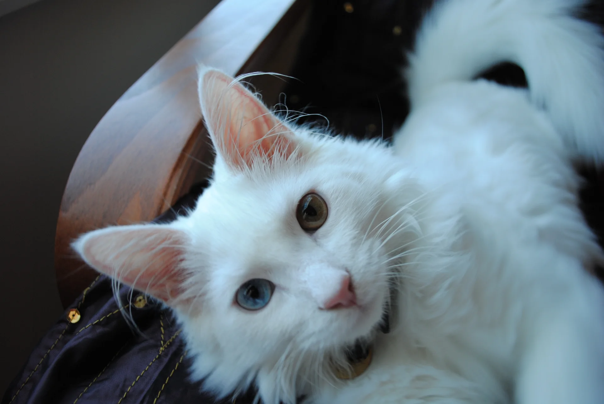 Turecka angora
