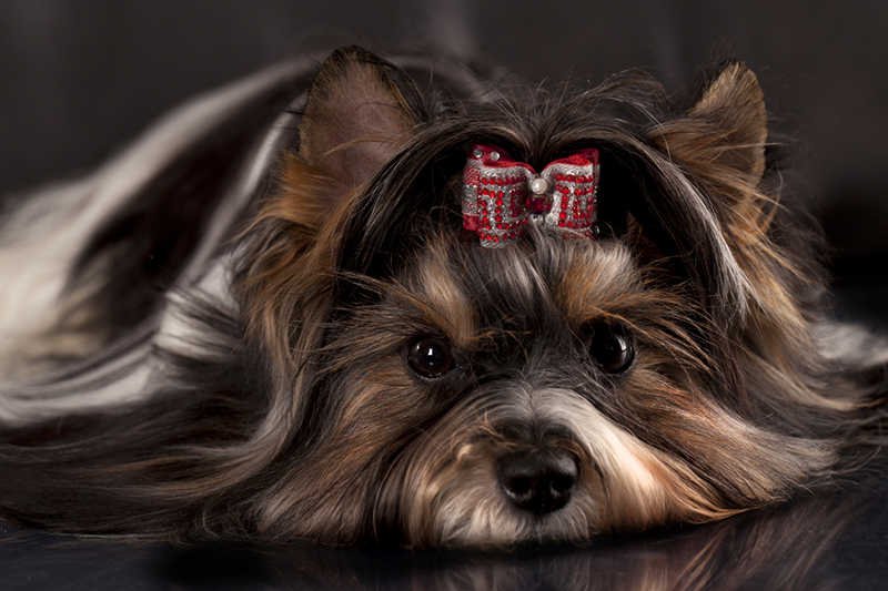 Komornik oprócz sprzętów zajął też psa zadłużonych właścicieli.