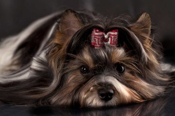 Komornik oprócz sprzętów zajął też psa zadłużonych właścicieli.